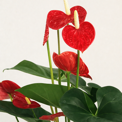 Anthurium Red