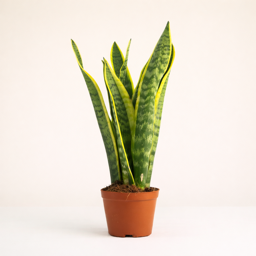 Snake Plant