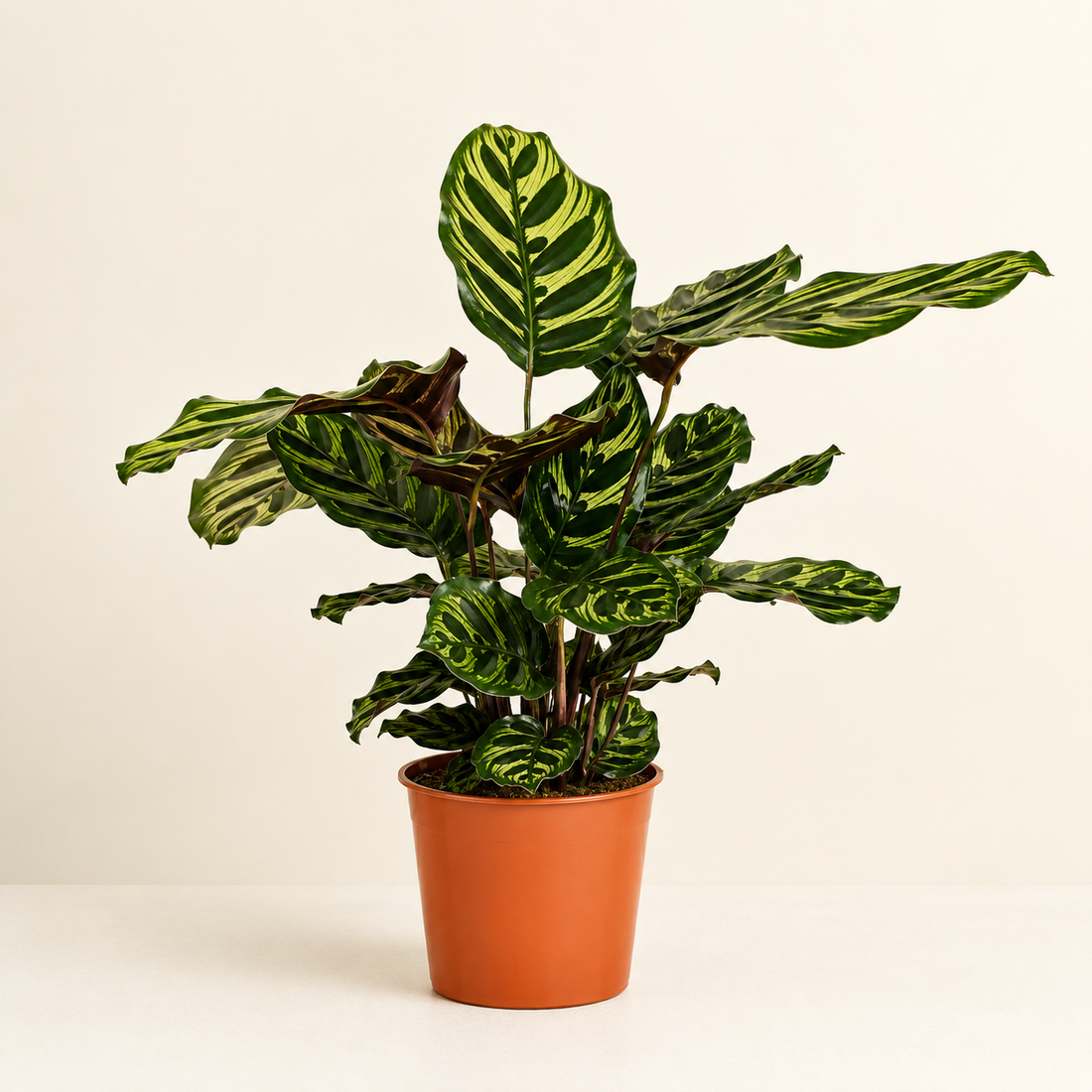Calathea Makoyana