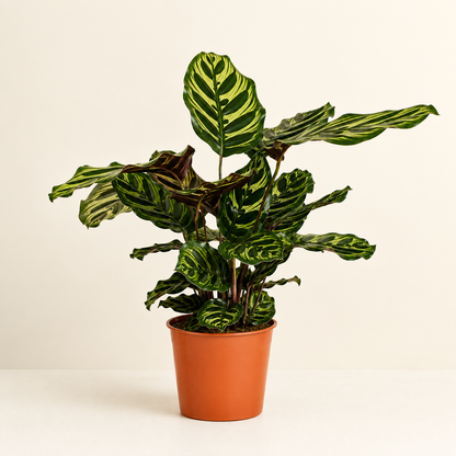 Calathea Makoyana