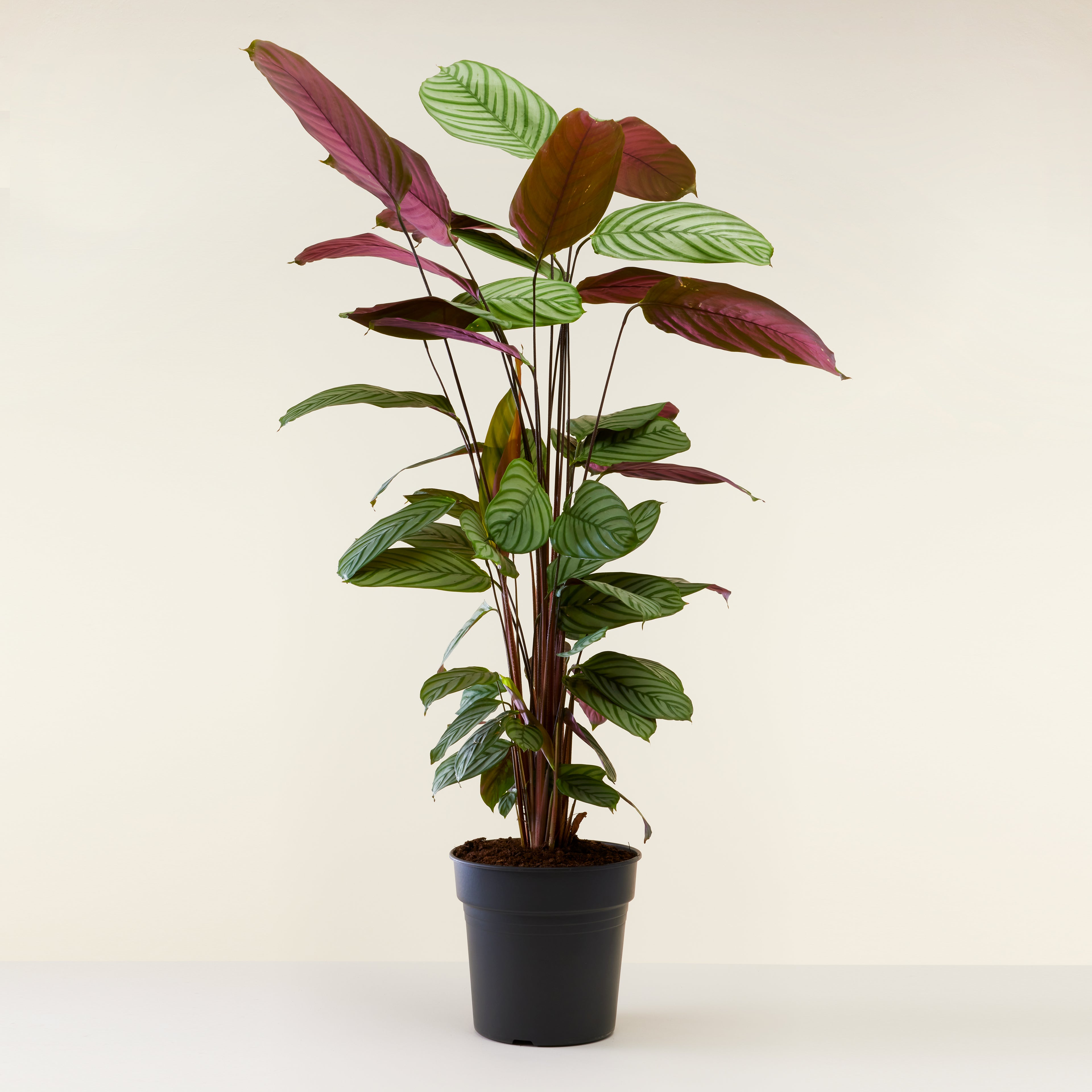 Calathea Oppenheimiana
