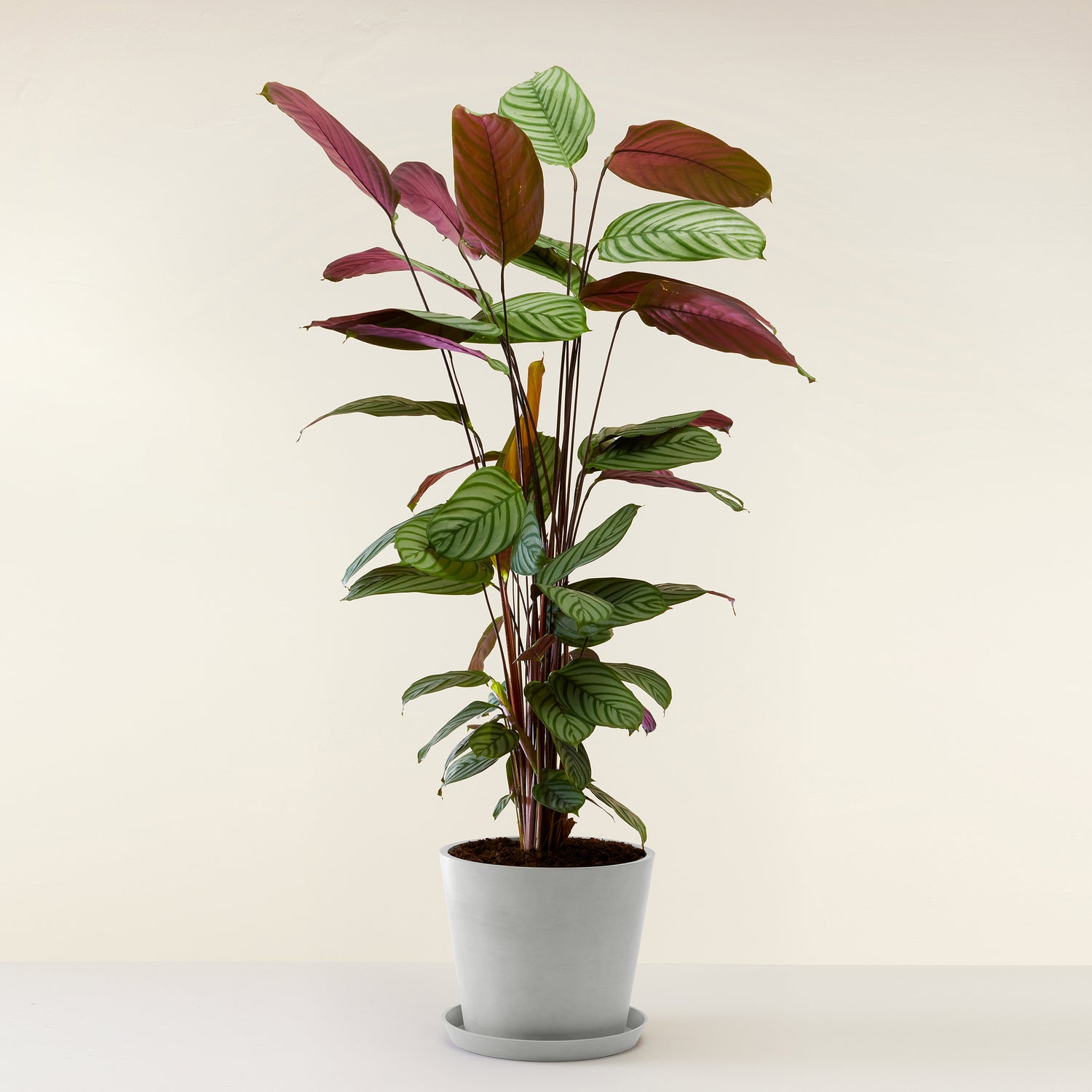 Calathea Oppenheimiana