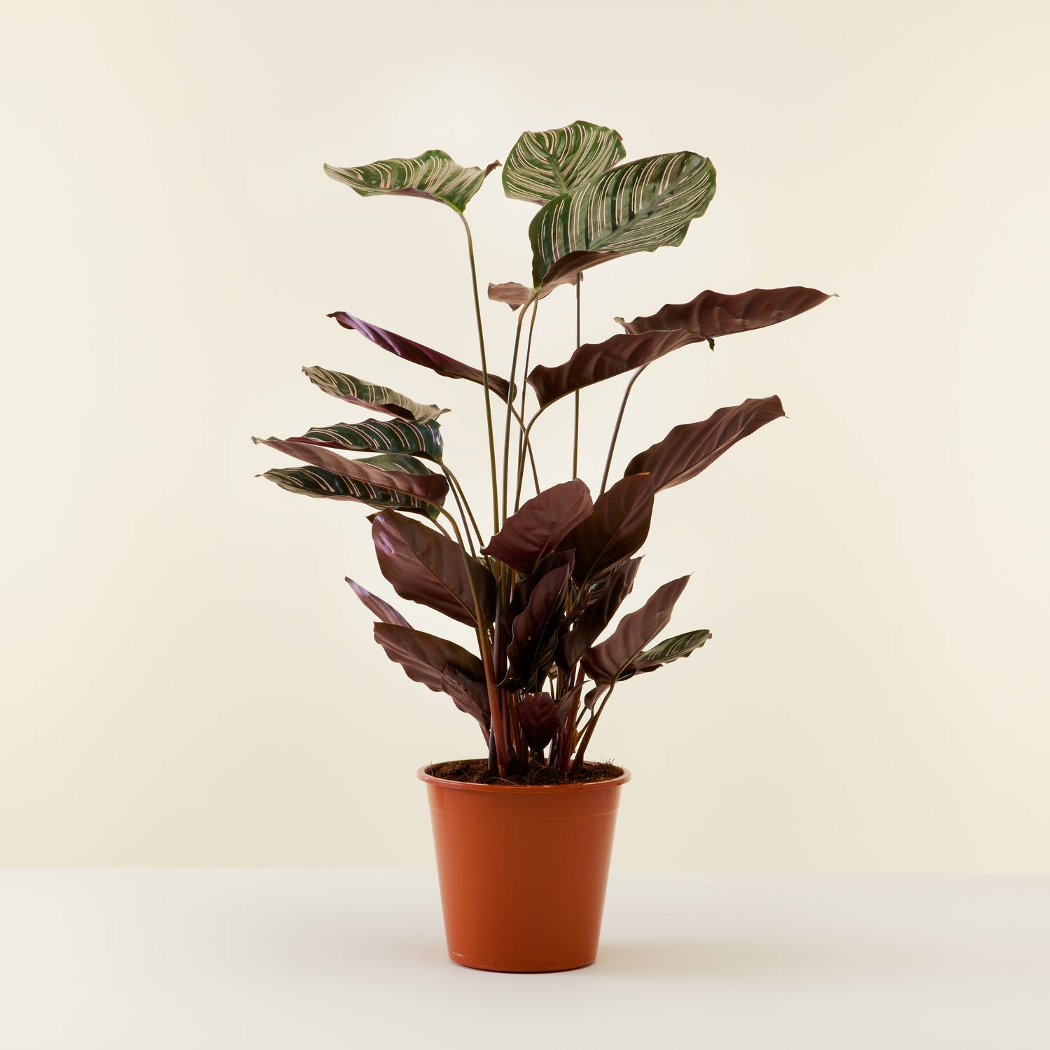 Calathea Sanderiana