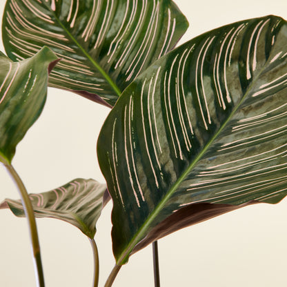 Calathea Sanderiana