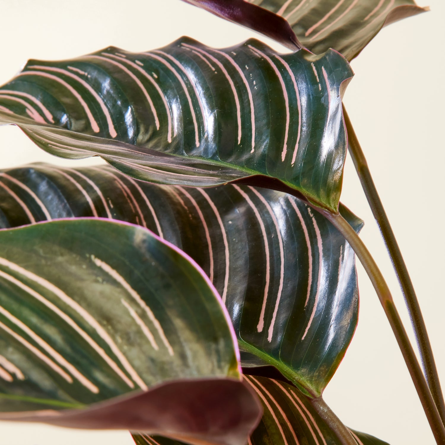 Calathea Sanderiana