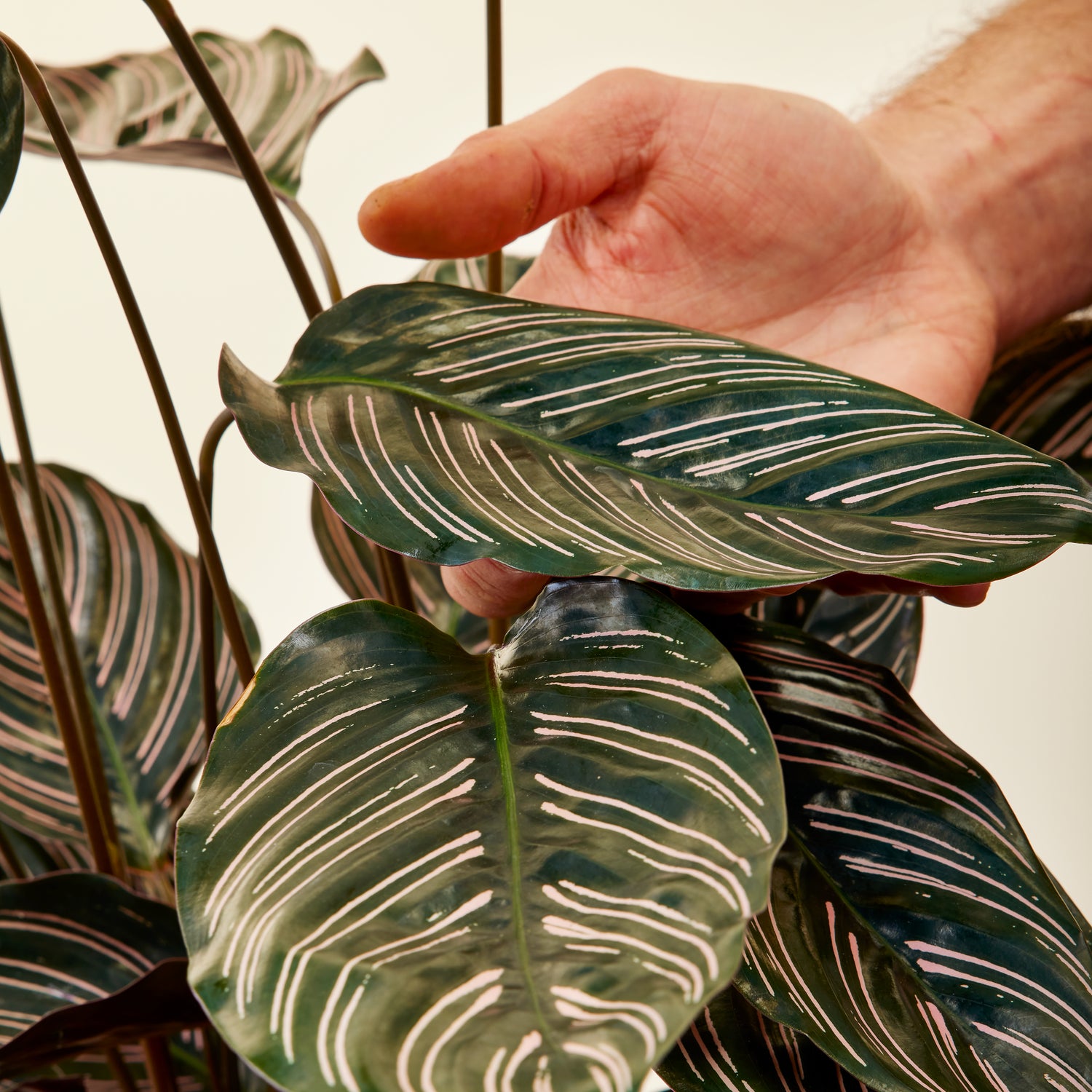 Calathea Sanderiana