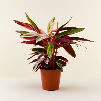 Calathea Triostar