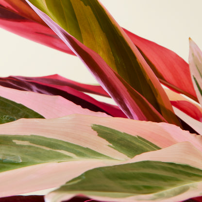 Calathea Triostar
