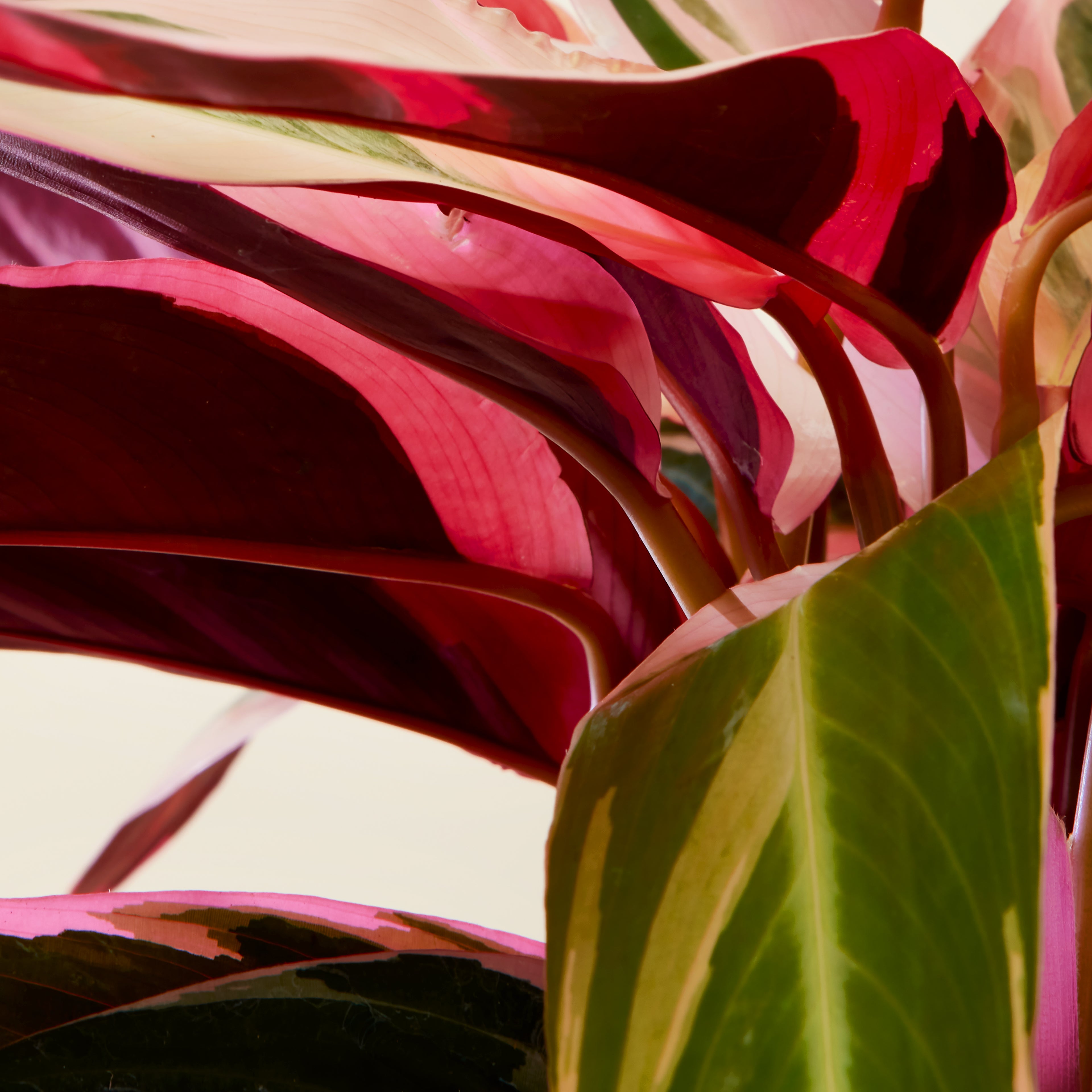 Calathea Triostar