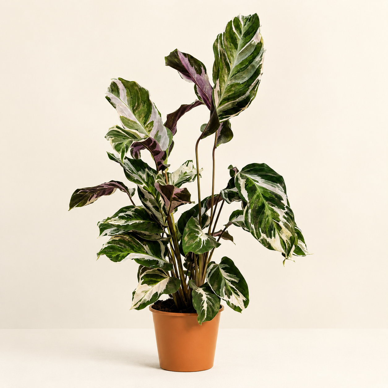 Calathea White Fusion