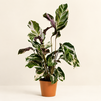 Calathea White Fusion