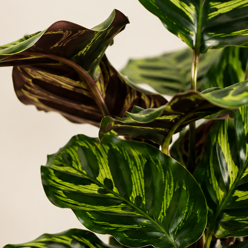 Calathea Makoyana