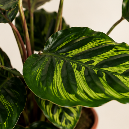 Calathea Makoyana