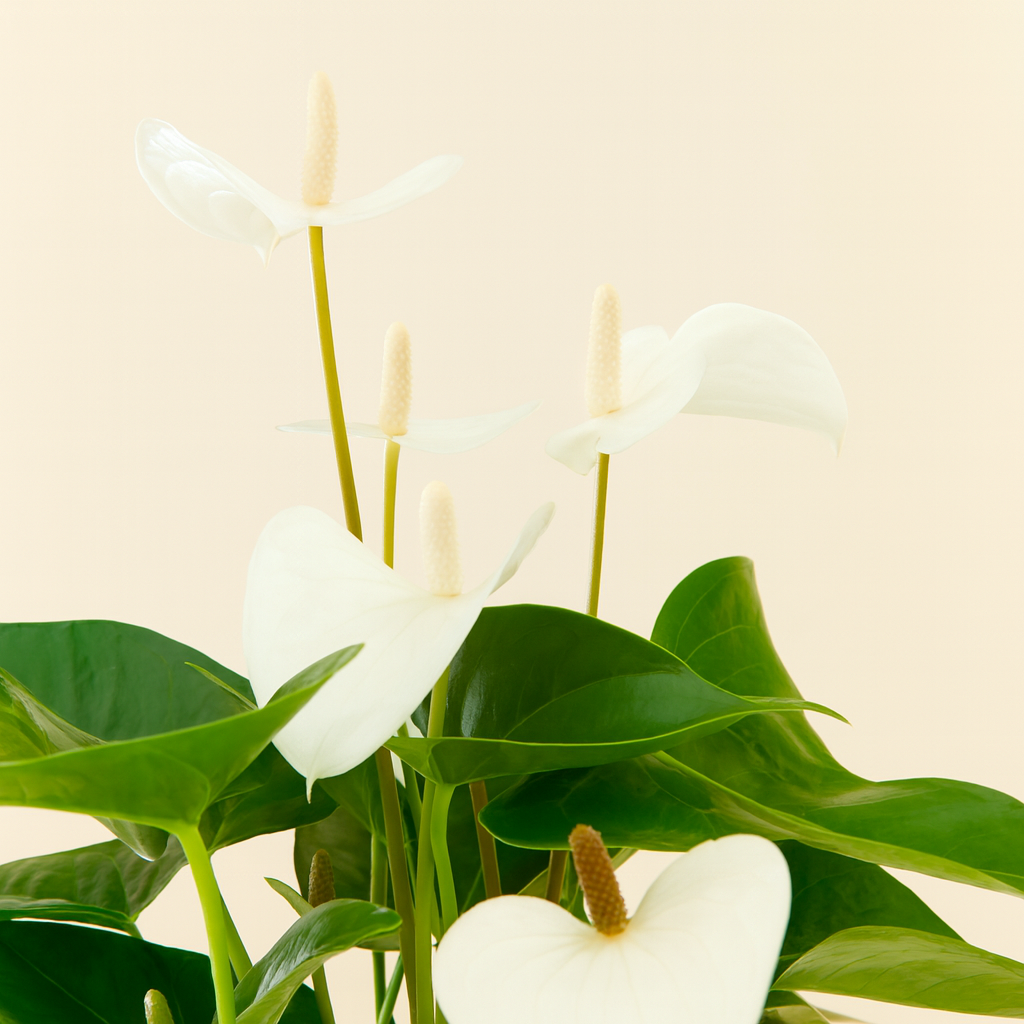 Anthurium White