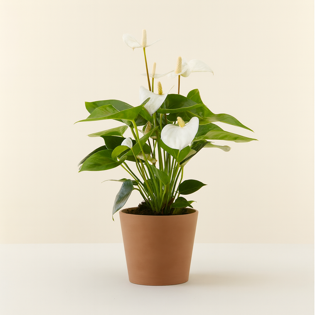 Anthurium White