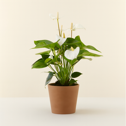 Anthurium White