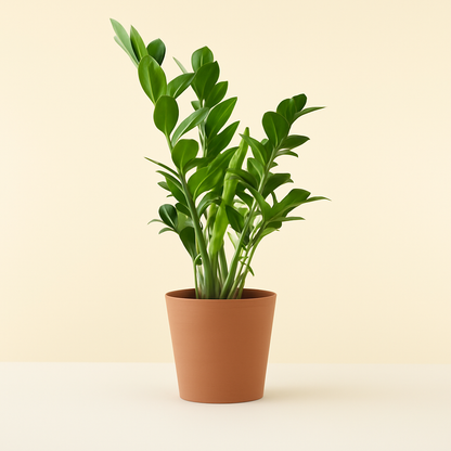 ZZ Plant