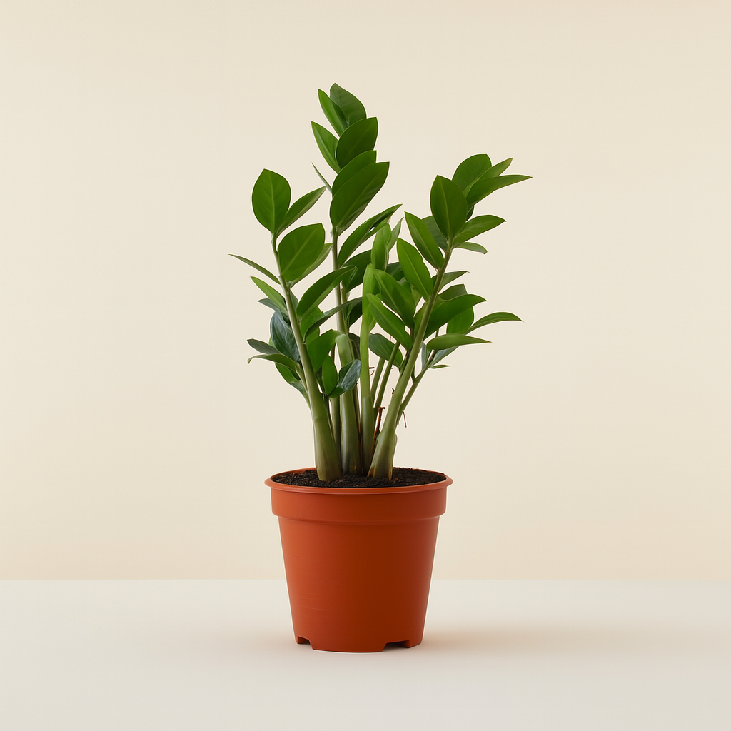 ZZ Plant