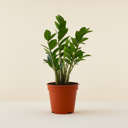 ZZ Plant