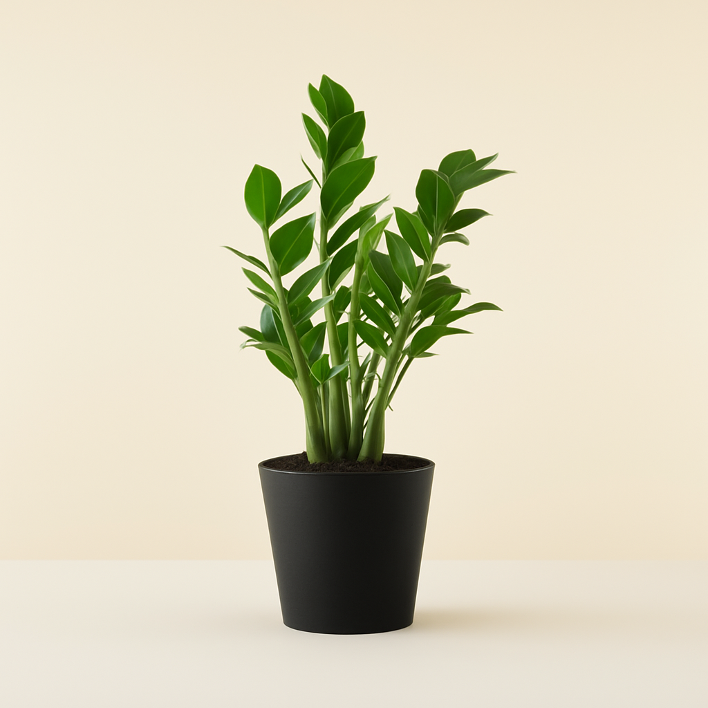 ZZ Plant