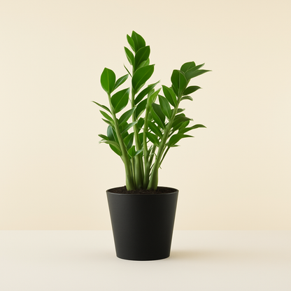 ZZ Plant