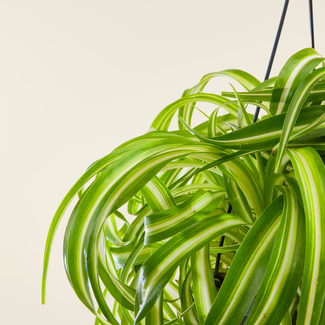 Spider Plant