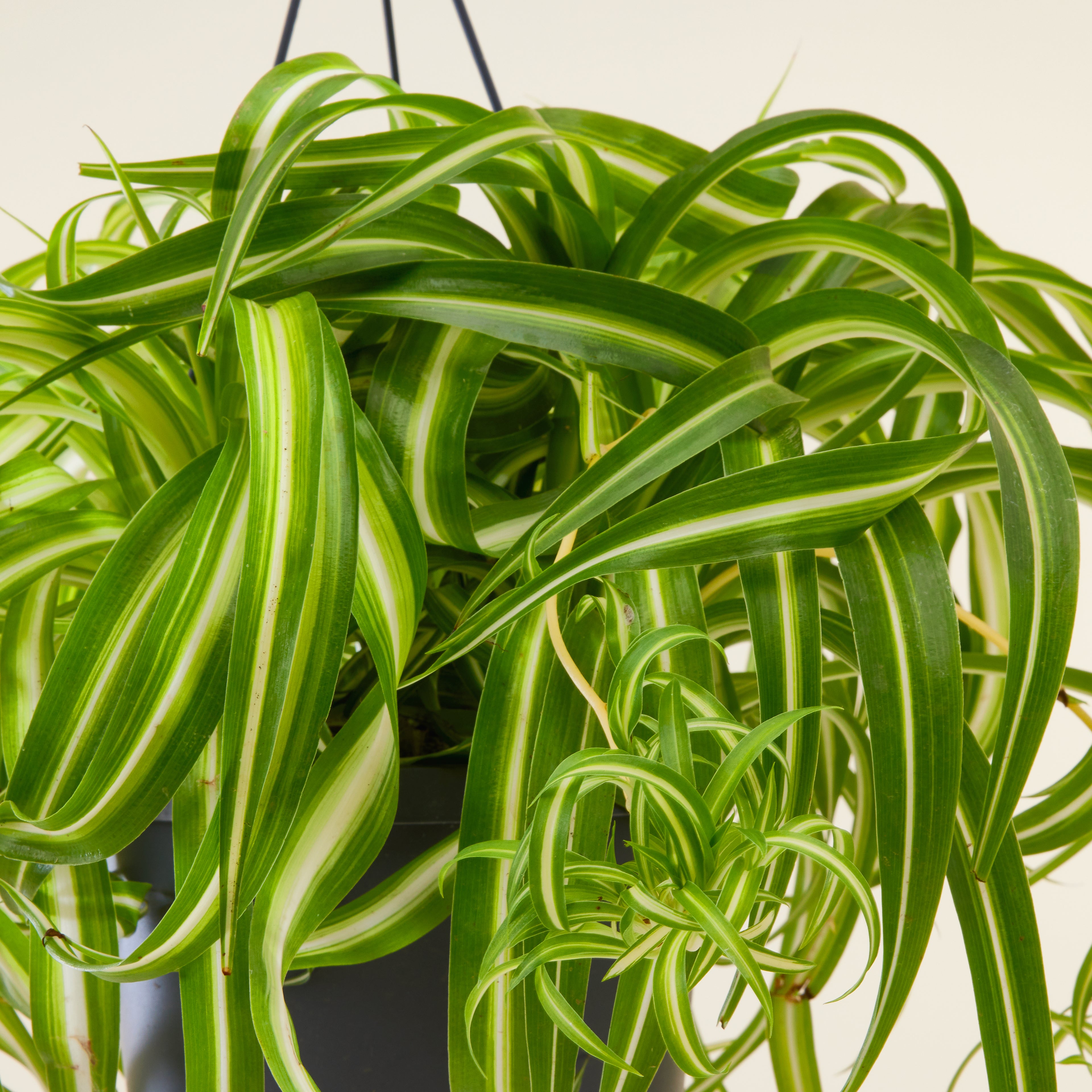 Spider Plant