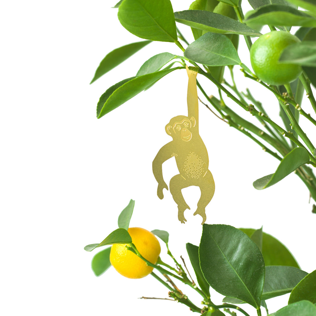 Plant Animals - Chimpanzee