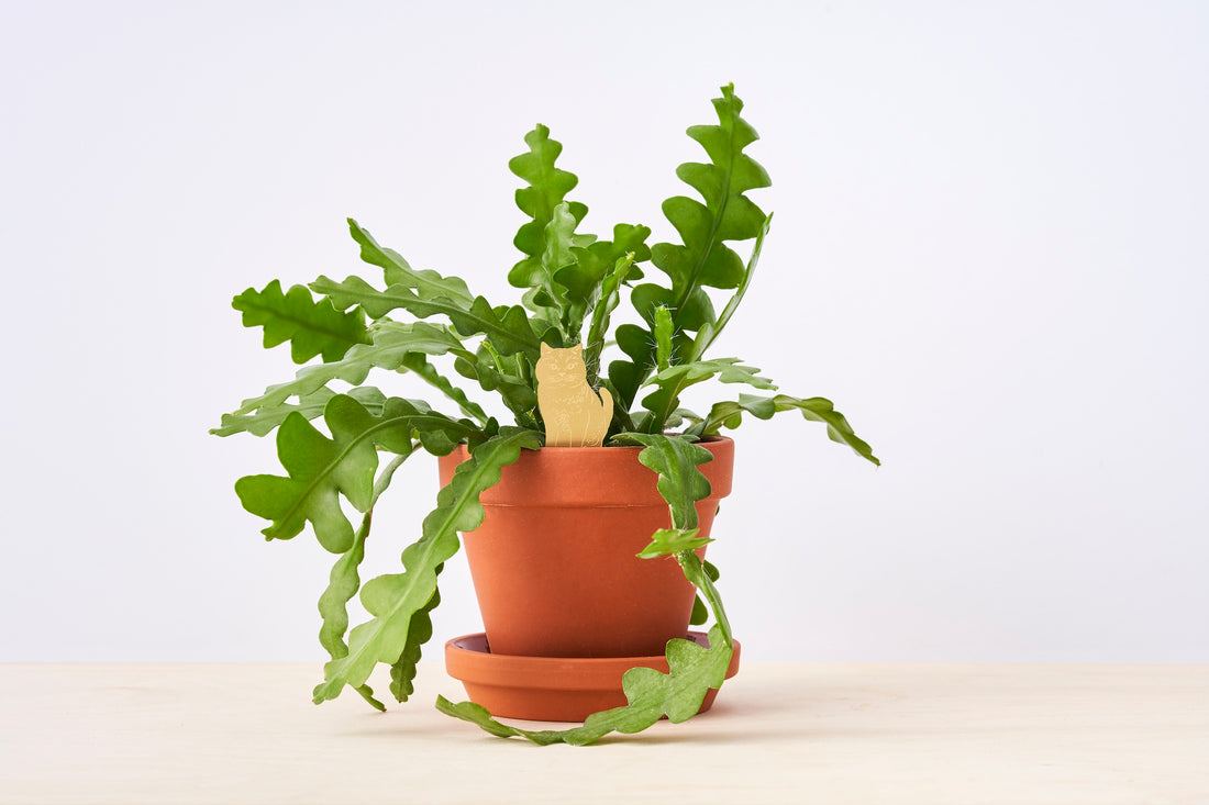 Plant Animals - Cat