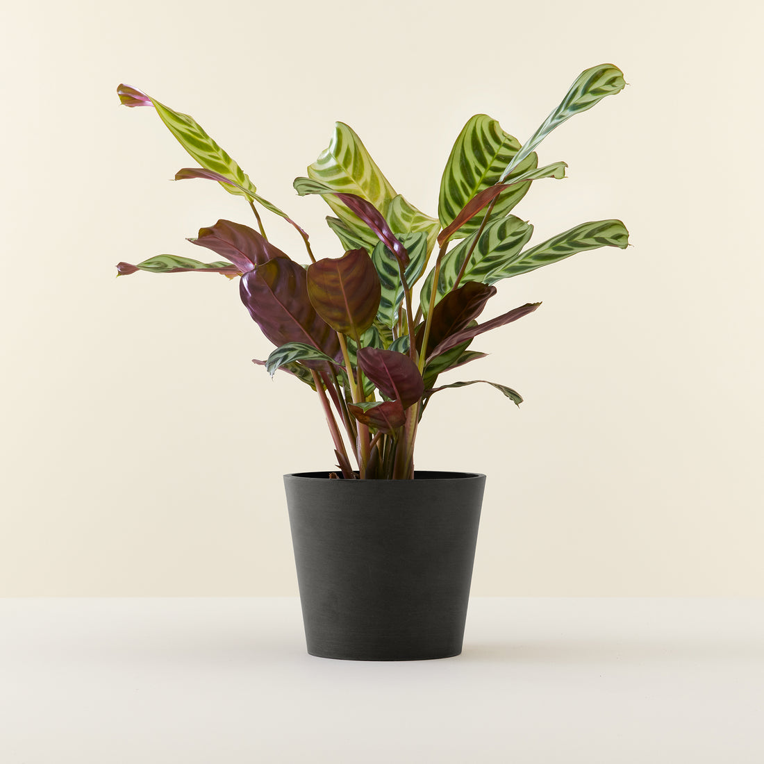 Ctenanthe Burle Marxii