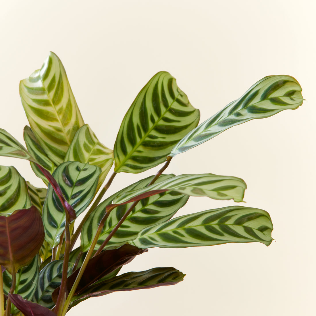 Ctenanthe Burle Marxii