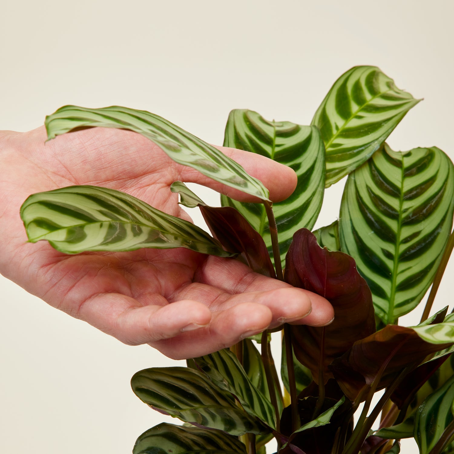 Ctenanthe Burle Marxii