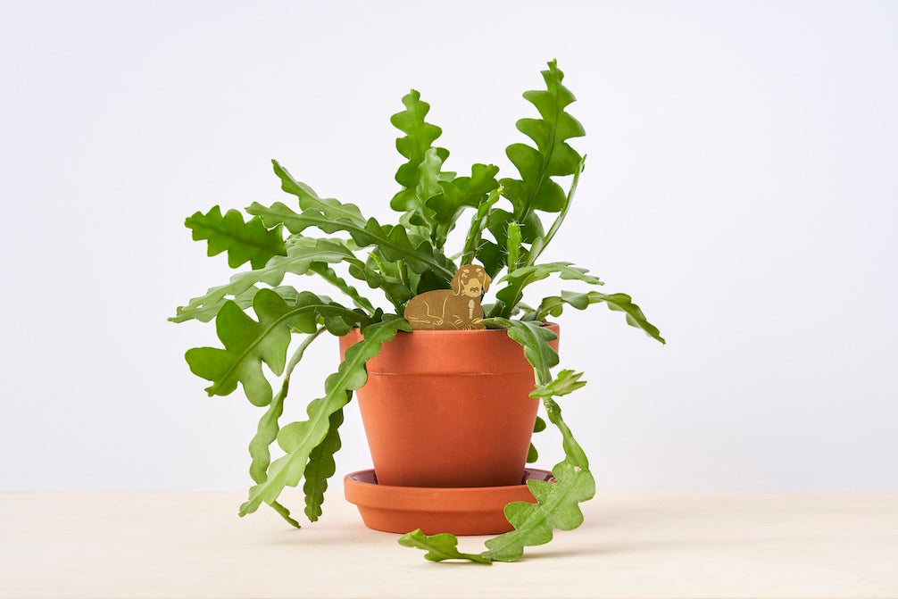 Plant Animals - Dachshund