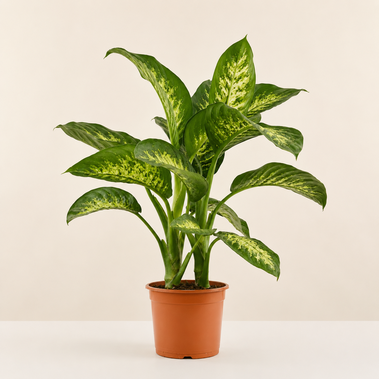 Dieffenbachia Sublime