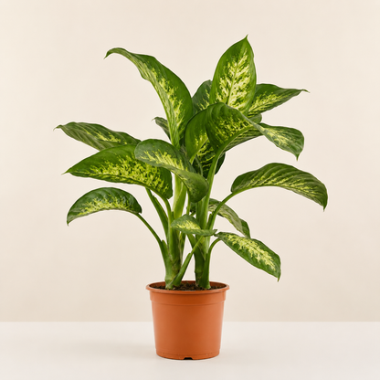 Dieffenbachia Sublime