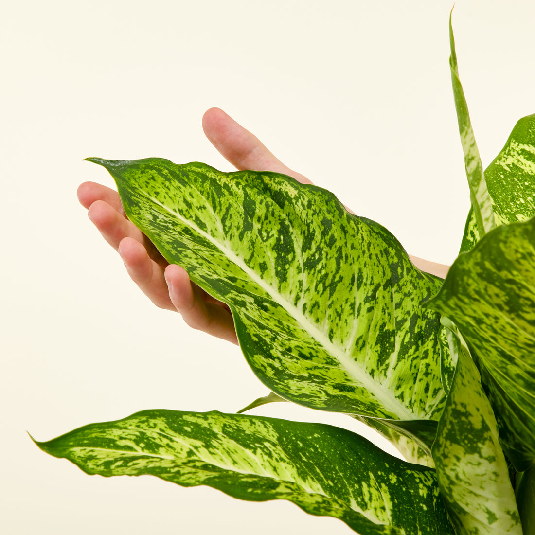 Dieffenbachia Sublime