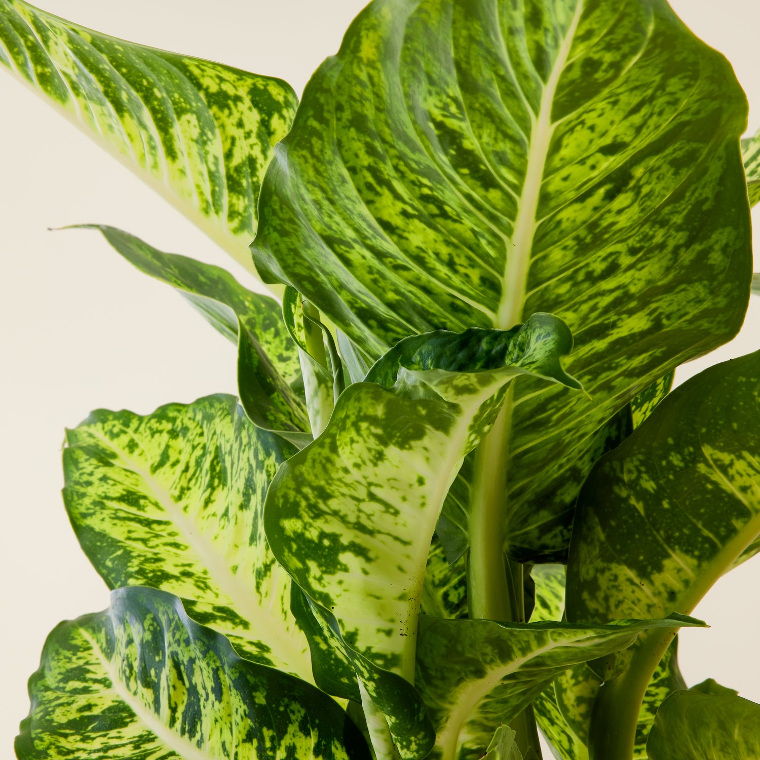 dieffenbachia sublime care Dieffenbachia Sublime – Studio Chloro
