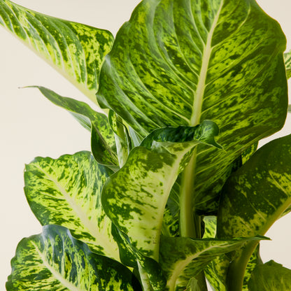 Dieffenbachia Sublime