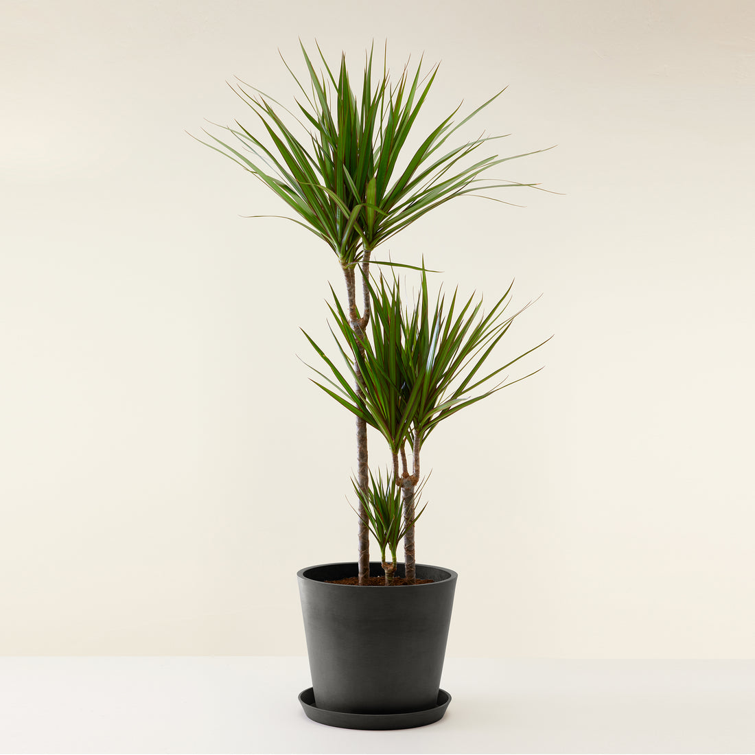 Dracaena Marginata