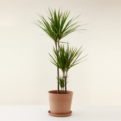 Dracaena Marginata