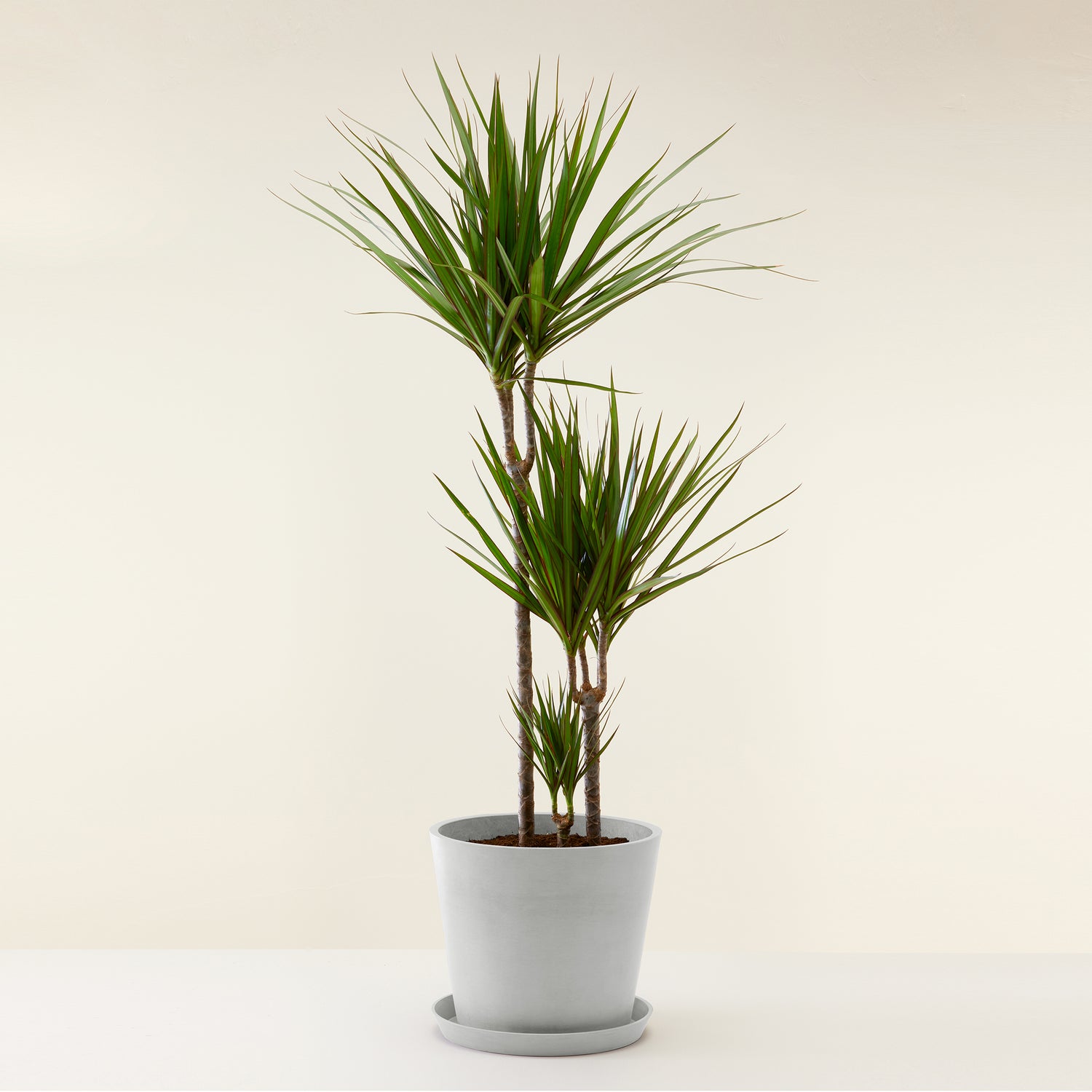 Dracaena Marginata
