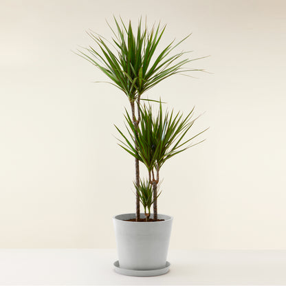 Dracaena Marginata
