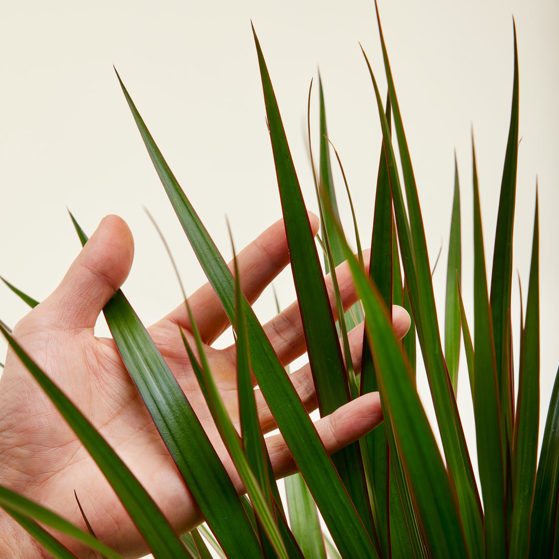 Dracaena Marginata