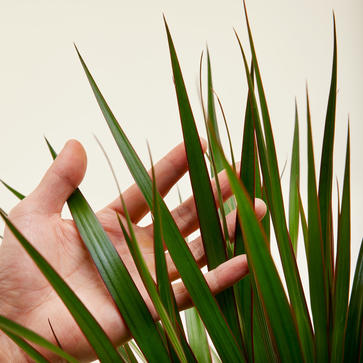 Dracaena Marginata