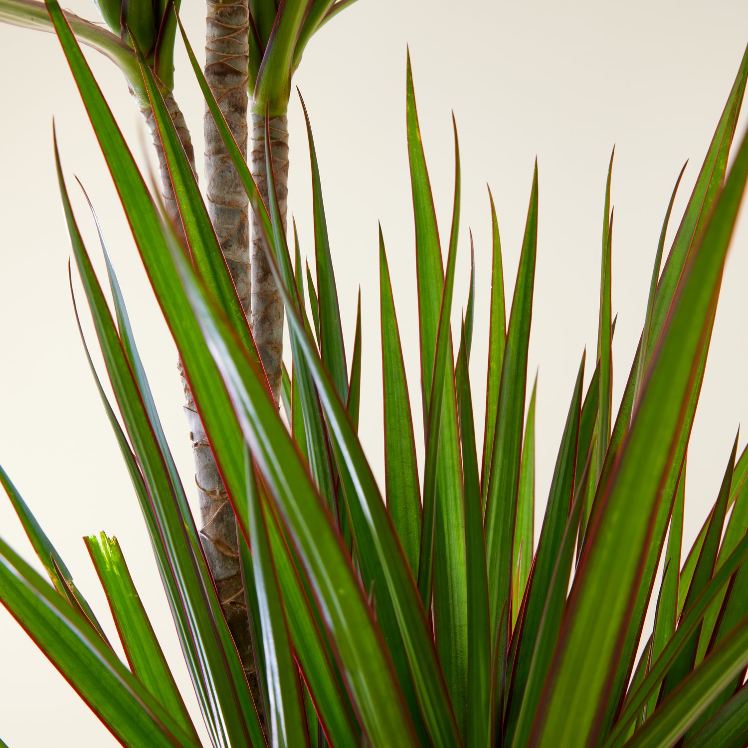 Dracaena Marginata