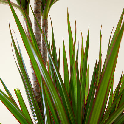 Dracaena Marginata