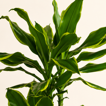Dracaena Golden Coast