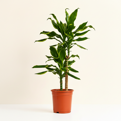 Dracaena Golden Coast