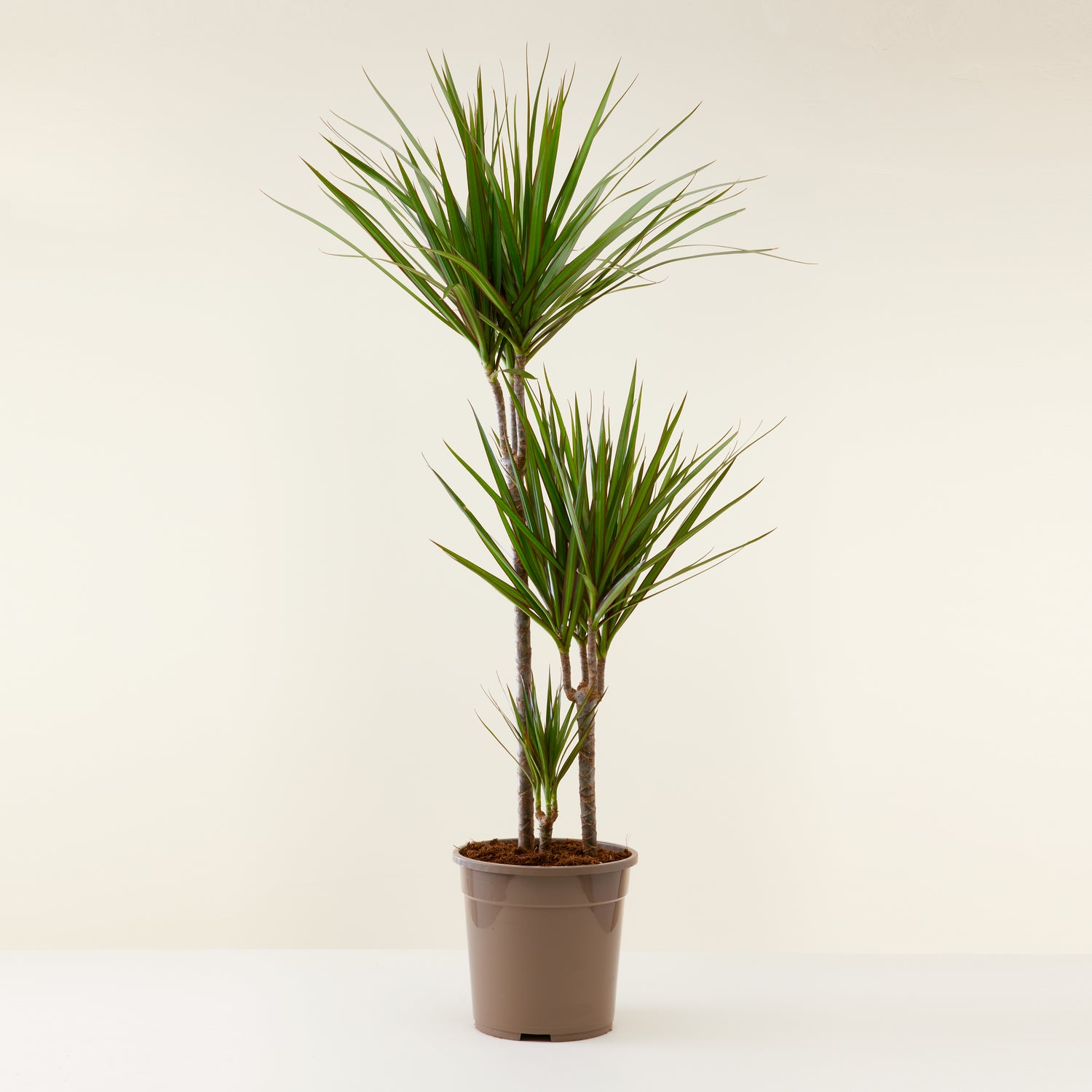 Dracaena Marginata