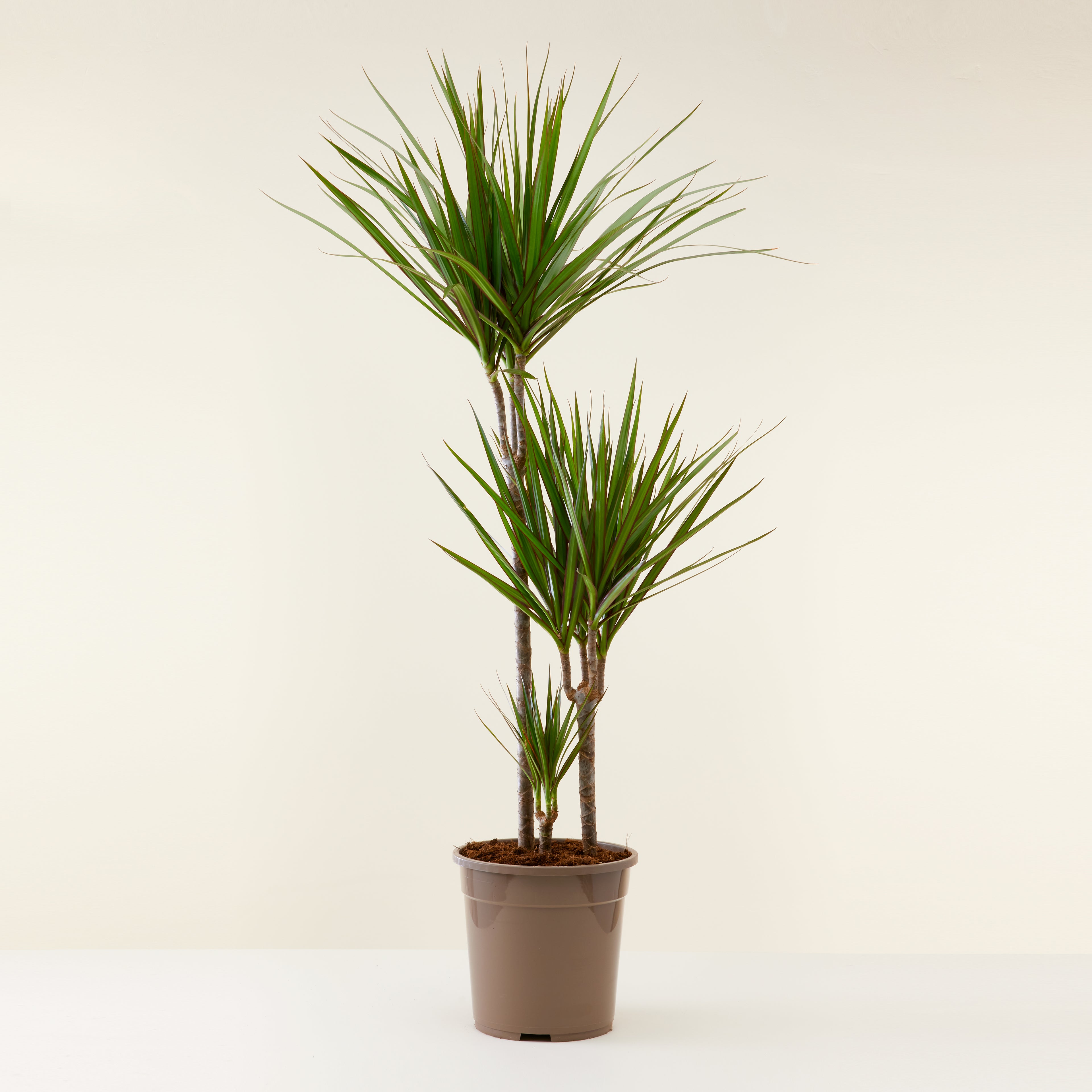 Dracaena Marginata